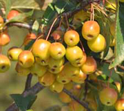 Malus floribunda, Japanese crab apple